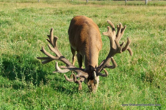 north-american-red-deer-breeding-shakaree-red-deer-farm